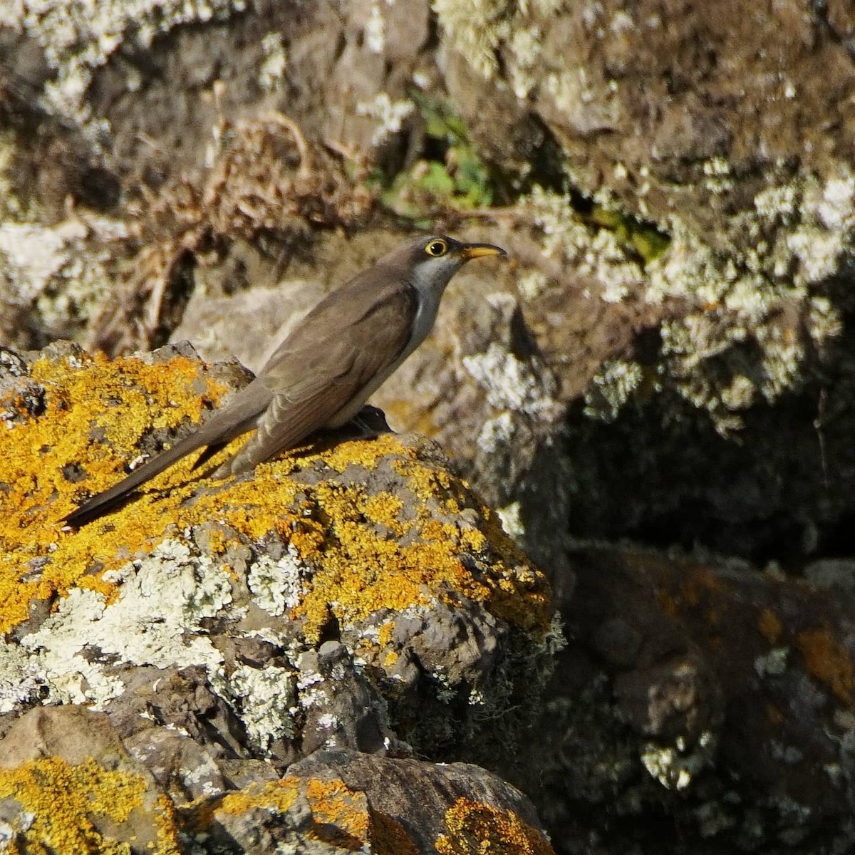 Cuclillo Piquigualdo - ML277318321