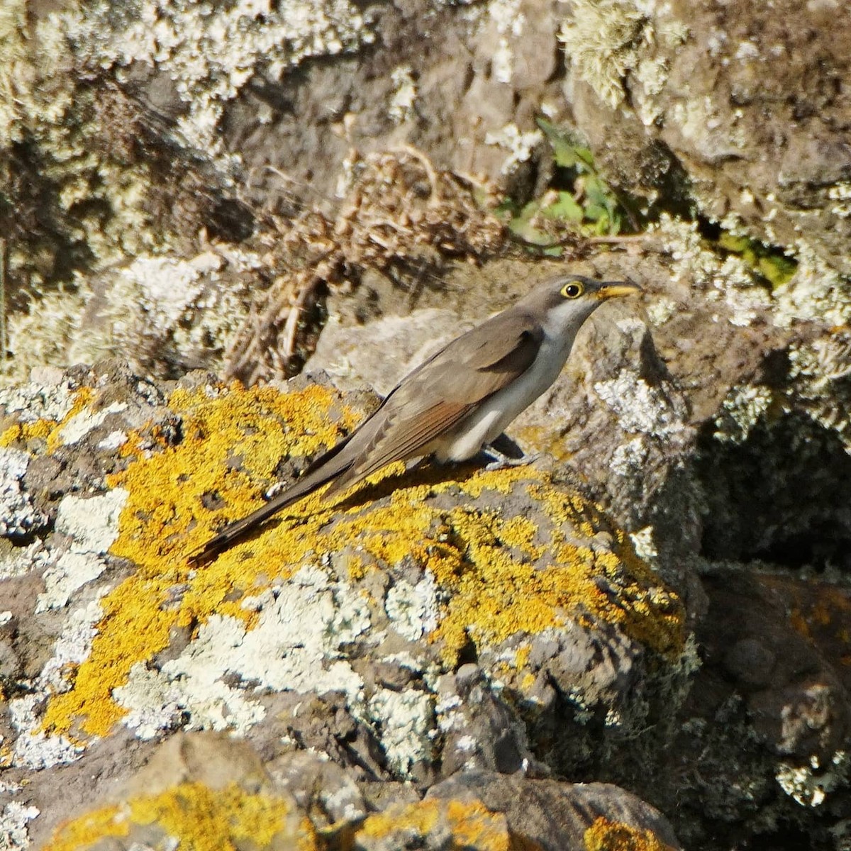 Cuclillo Piquigualdo - ML277318341