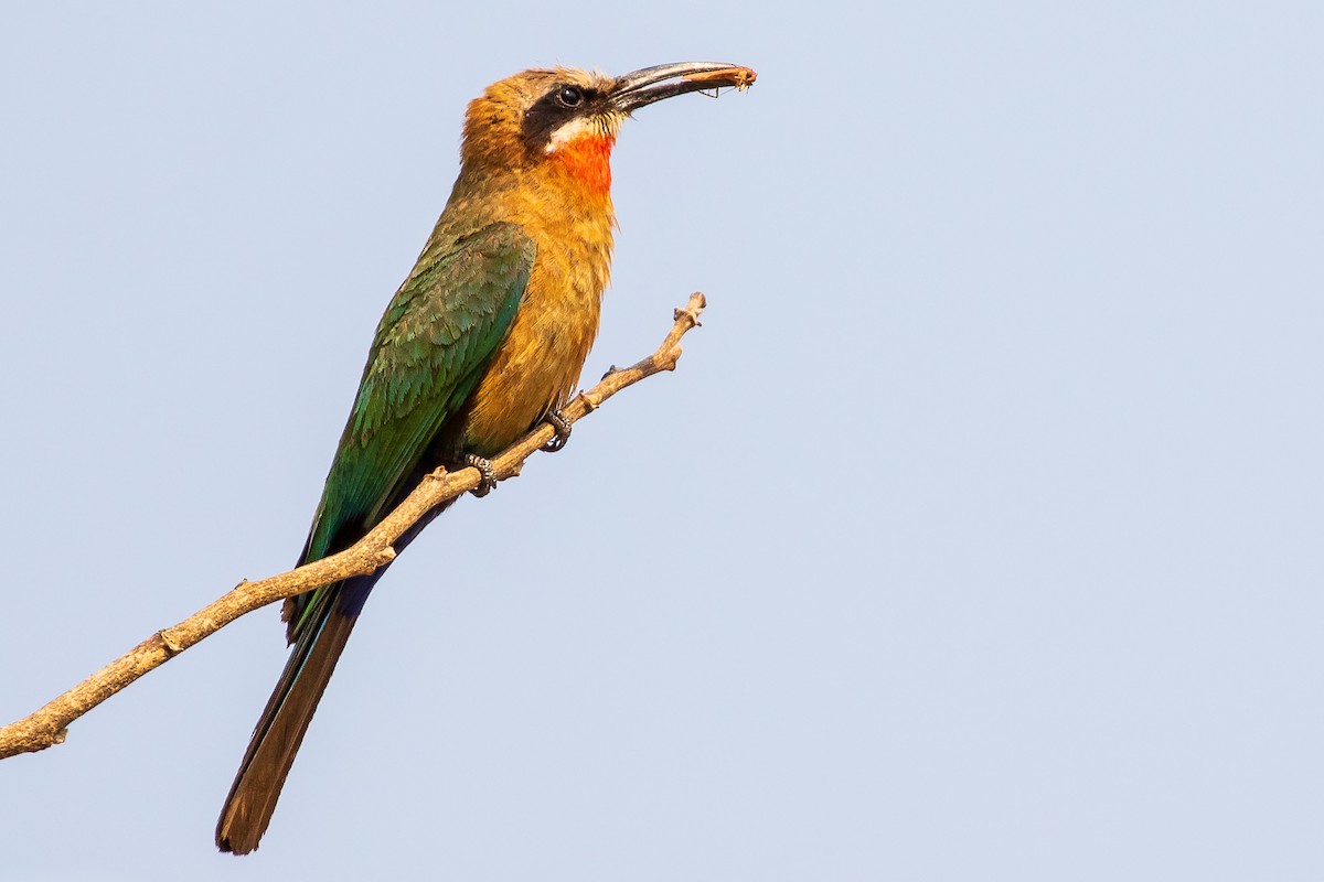 White-fronted Bee-eater - ML277318441