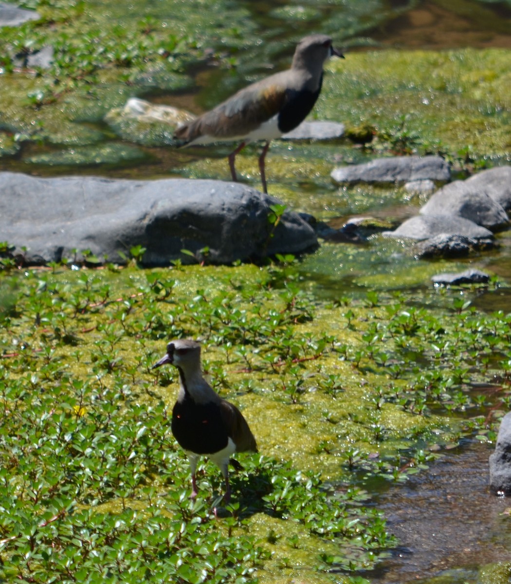 Southern Lapwing - ML277319361