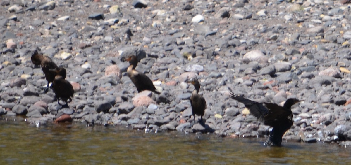 Neotropic Cormorant - Viviana Fuentes