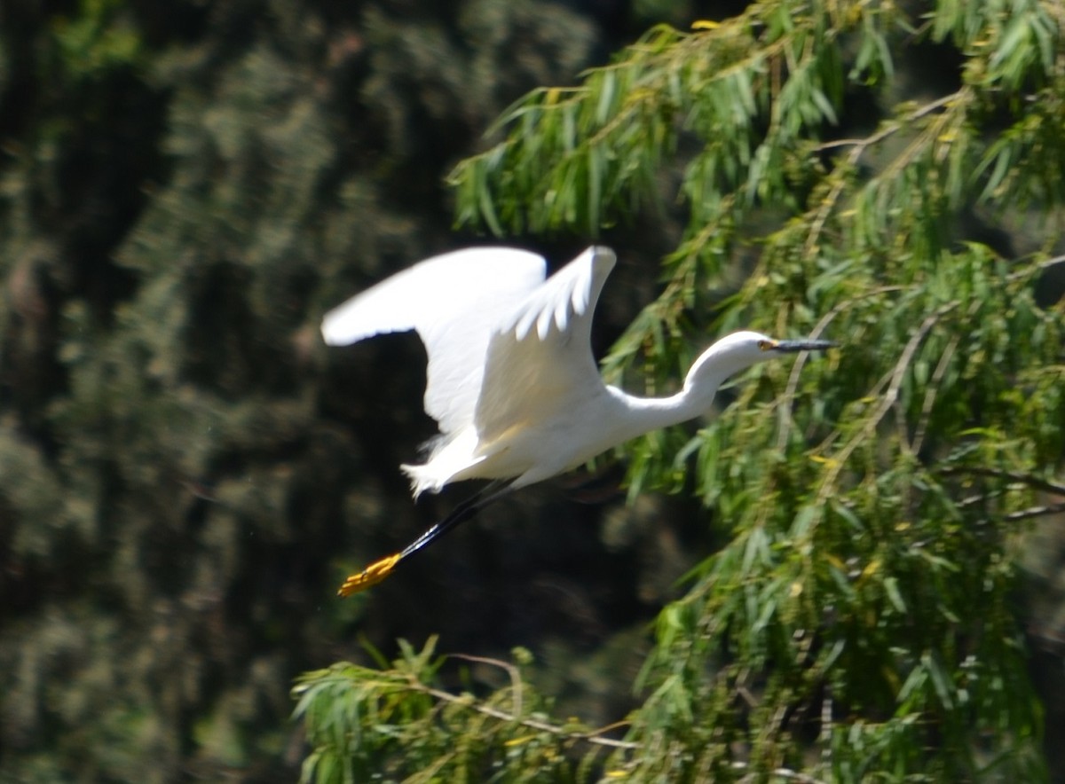 Snowy Egret - ML277319491