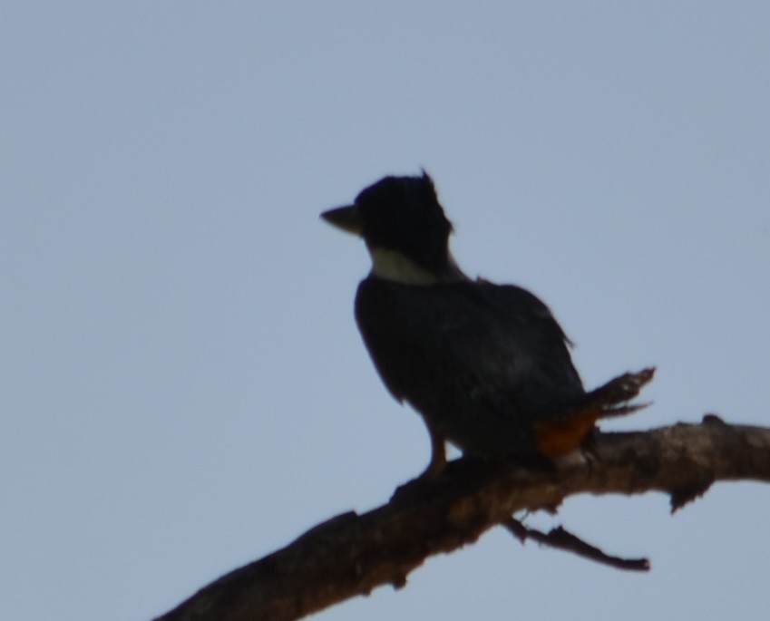 Ringed Kingfisher - Viviana Fuentes