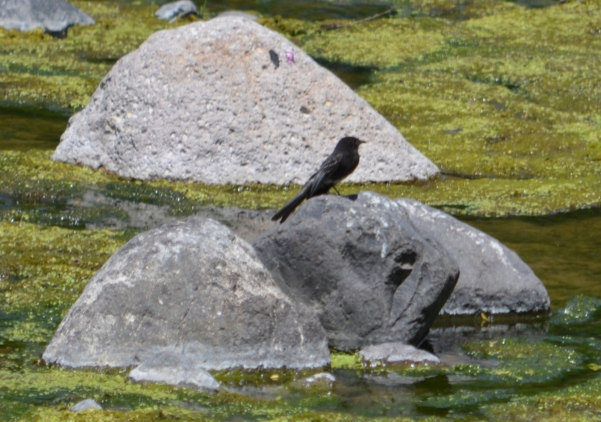 Black Phoebe - Viviana Fuentes