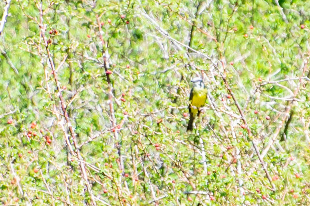 Tropical Kingbird - ML277320721