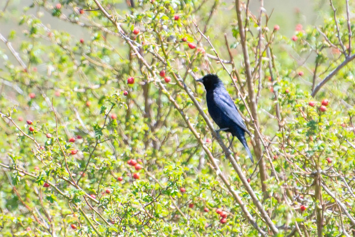 Shiny Cowbird - ML277320861