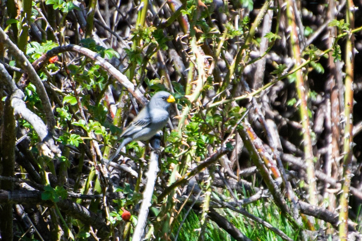 Band-tailed Seedeater - ML277320921