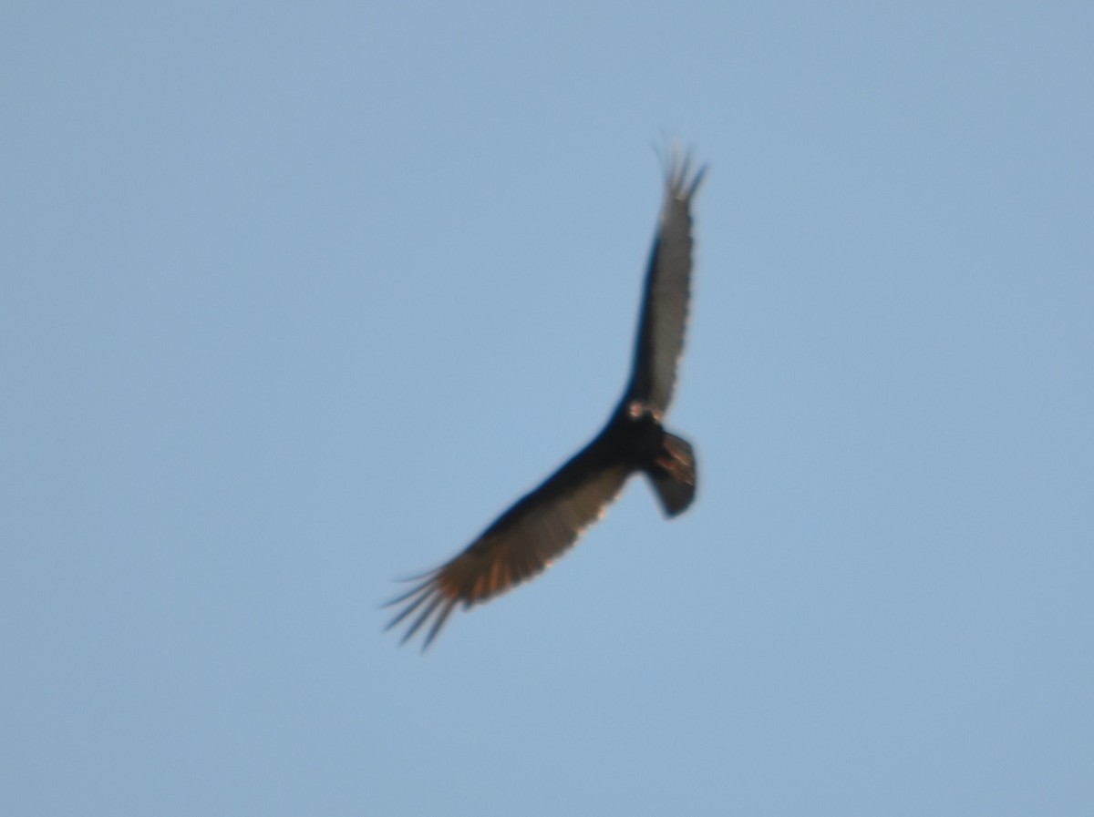 Turkey Vulture - ML277321361