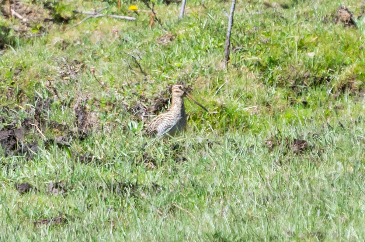 Magellanic Snipe - ML277321531