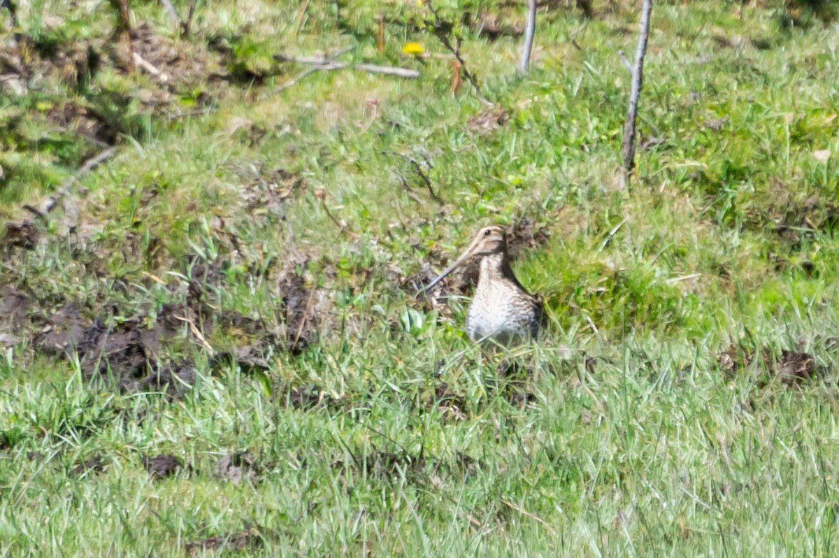 Magellanic Snipe - ML277321541