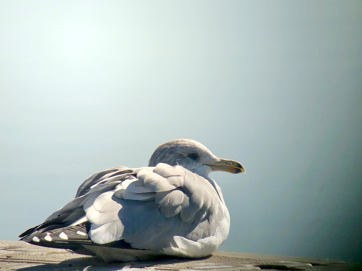 California Gull - ML277322281