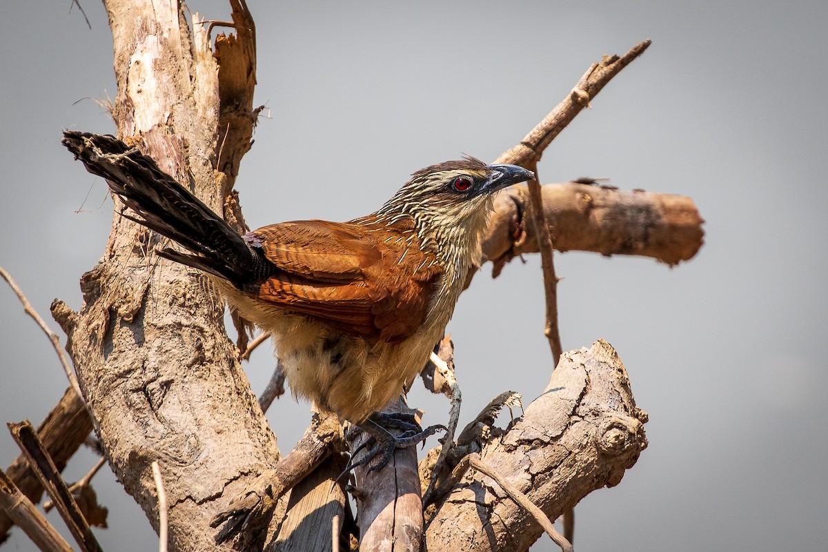 White-browed Coucal - ML277322711