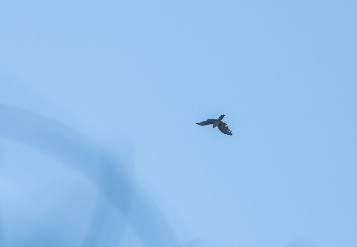 Gray-headed Kite - ML277324941