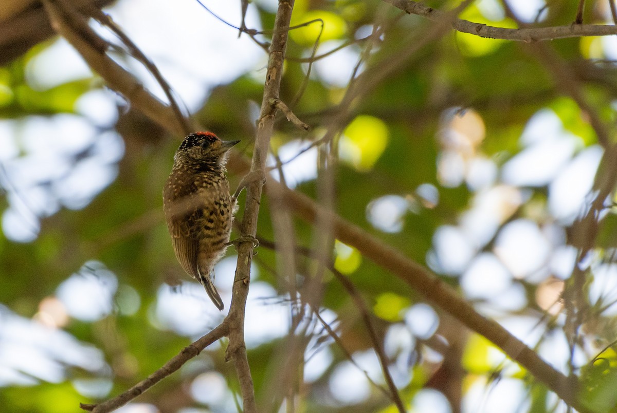 White-wedged Piculet - ML277325301