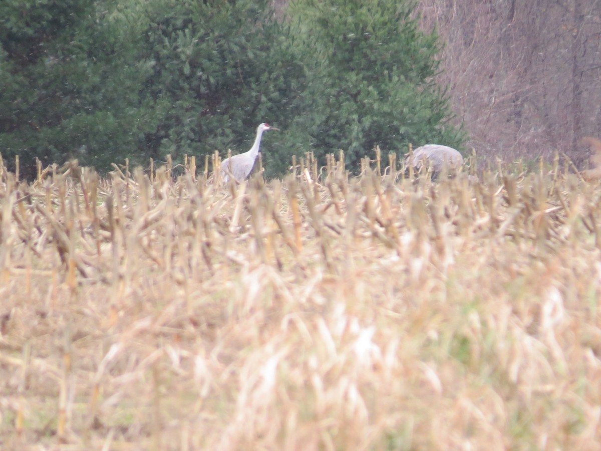 Grulla Canadiense - ML277325471