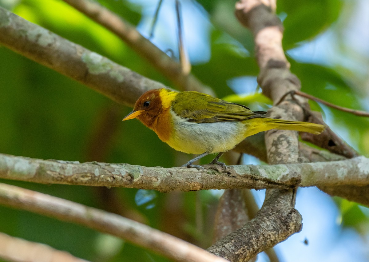 Rufous-headed Tanager - ML277326031