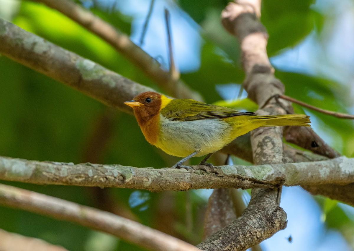 Rufous-headed Tanager - ML277326041