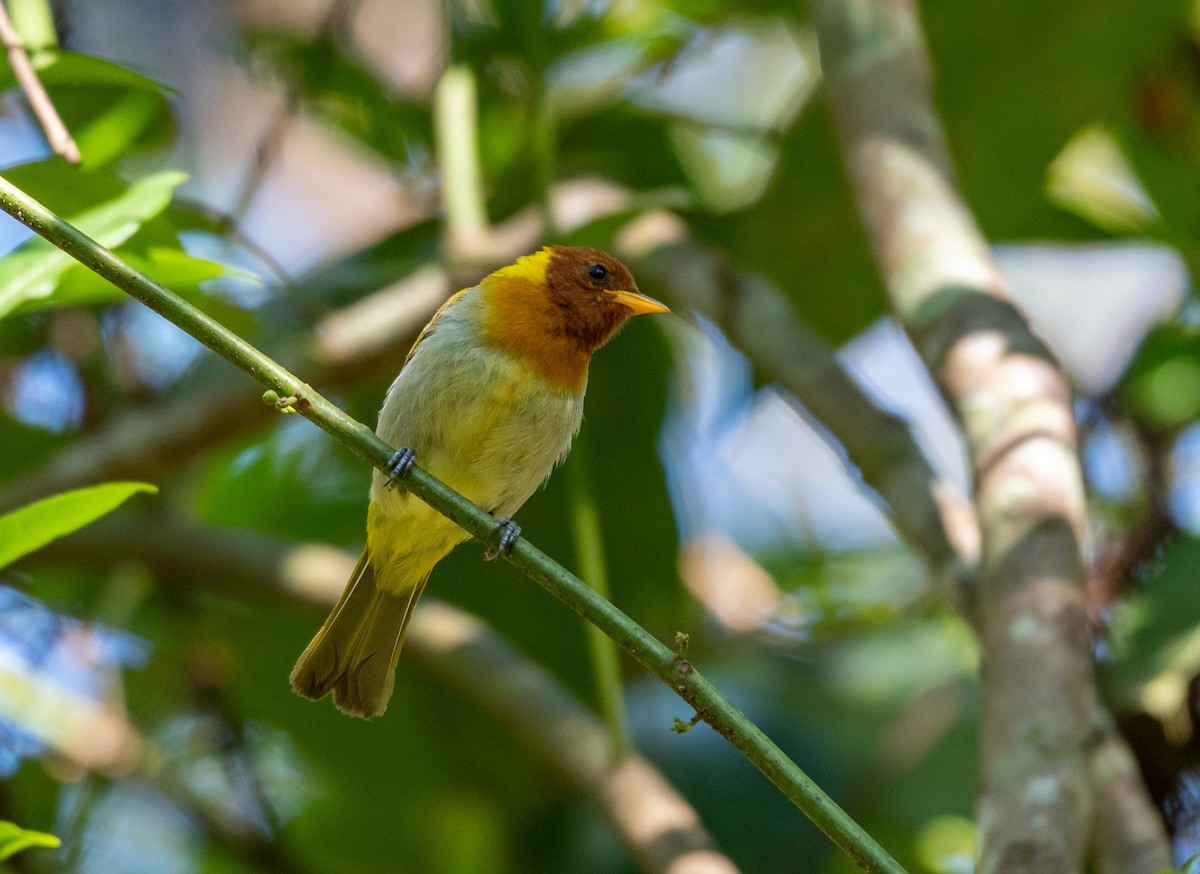 Rufous-headed Tanager - ML277326121