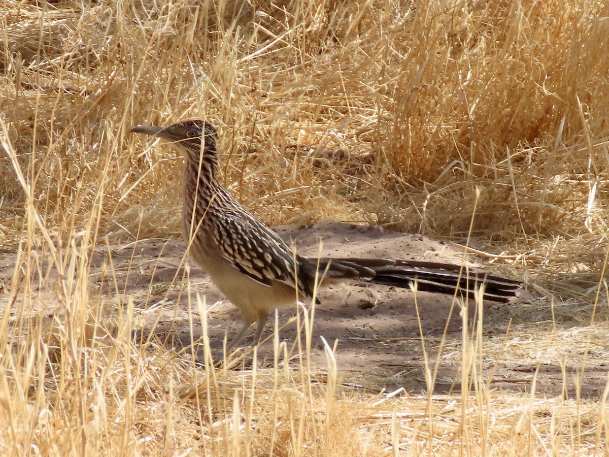 Greater Roadrunner - ML277328071