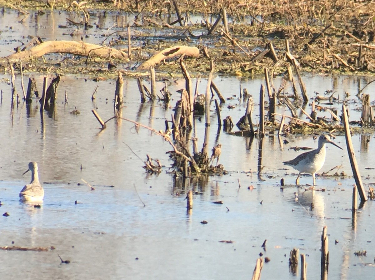 Greater Yellowlegs - ML277329481