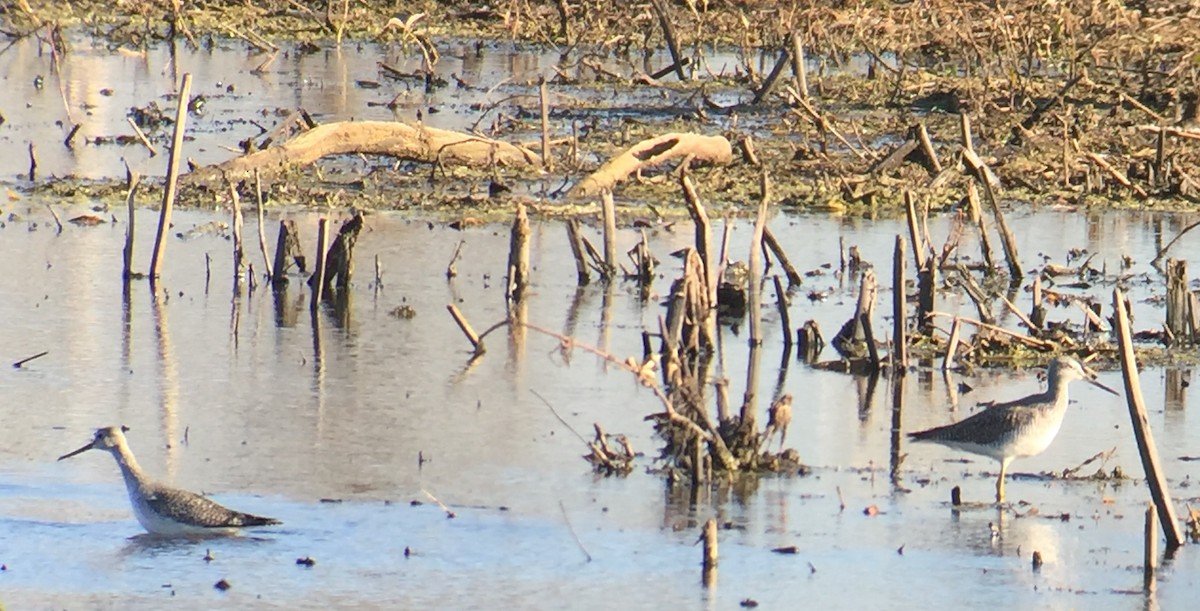 Greater Yellowlegs - ML277329501