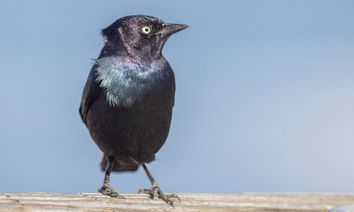 Brewer's Blackbird - ML277330121