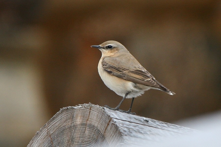 Northern Wheatear (Eurasian) - ML277331621