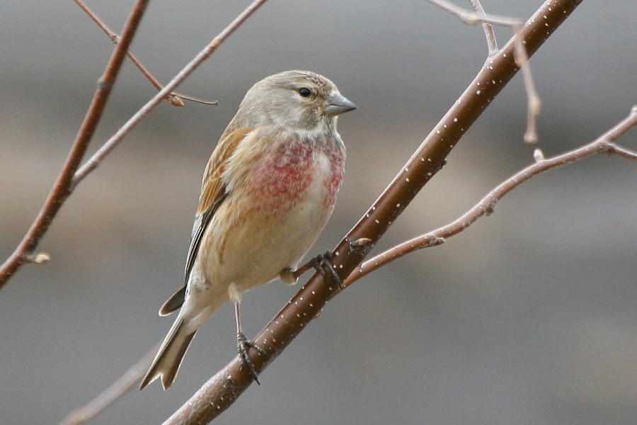 Eurasian Linnet - Pavel Parkhaev