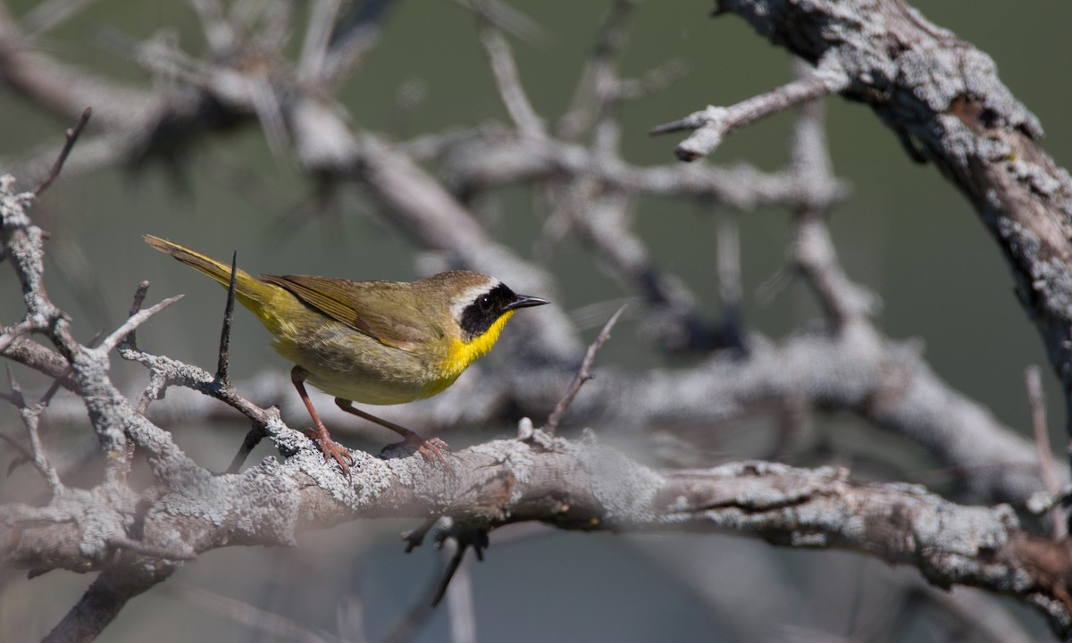 Common Yellowthroat - ML27733261