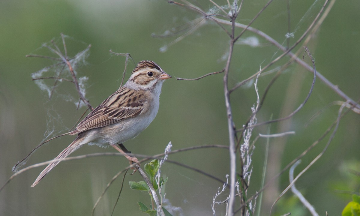 Clay-colored Sparrow - ML27733331