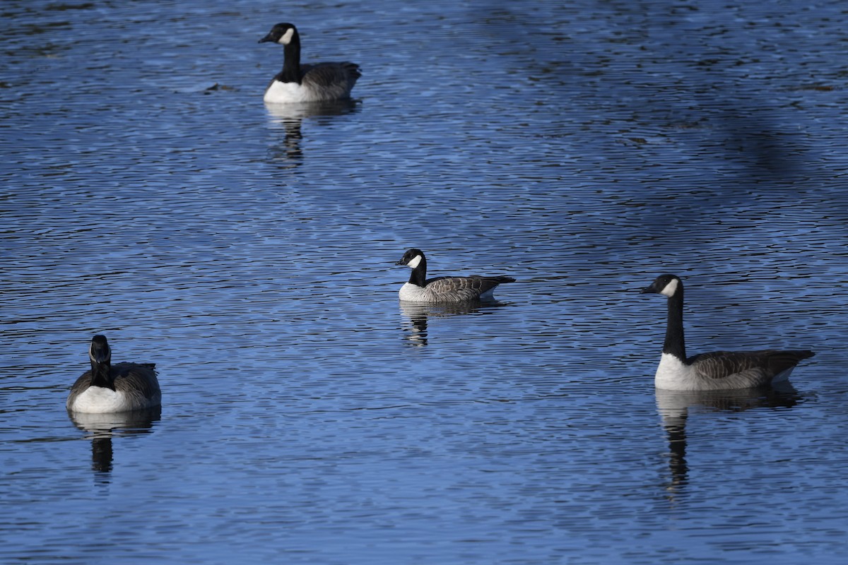 Cackling Goose - ML277333491