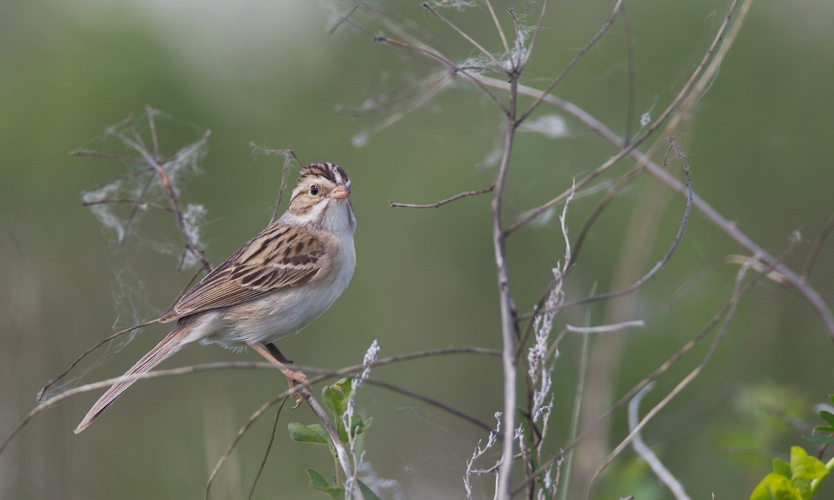 Clay-colored Sparrow - Chris Wood