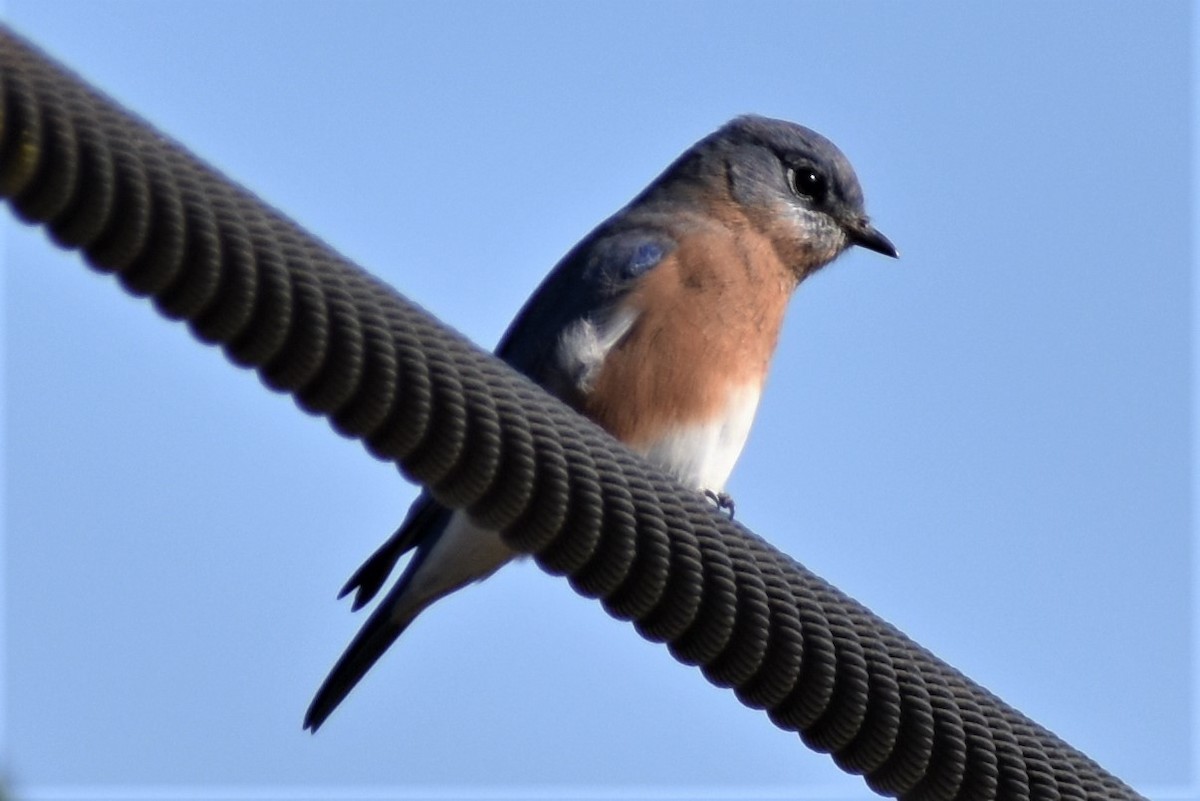 Eastern Bluebird - Krzysztof Bystrowski