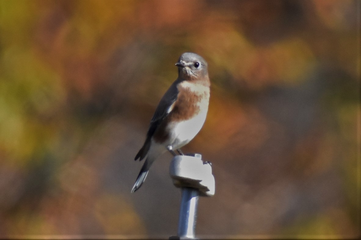 Eastern Bluebird - Krzysztof Bystrowski