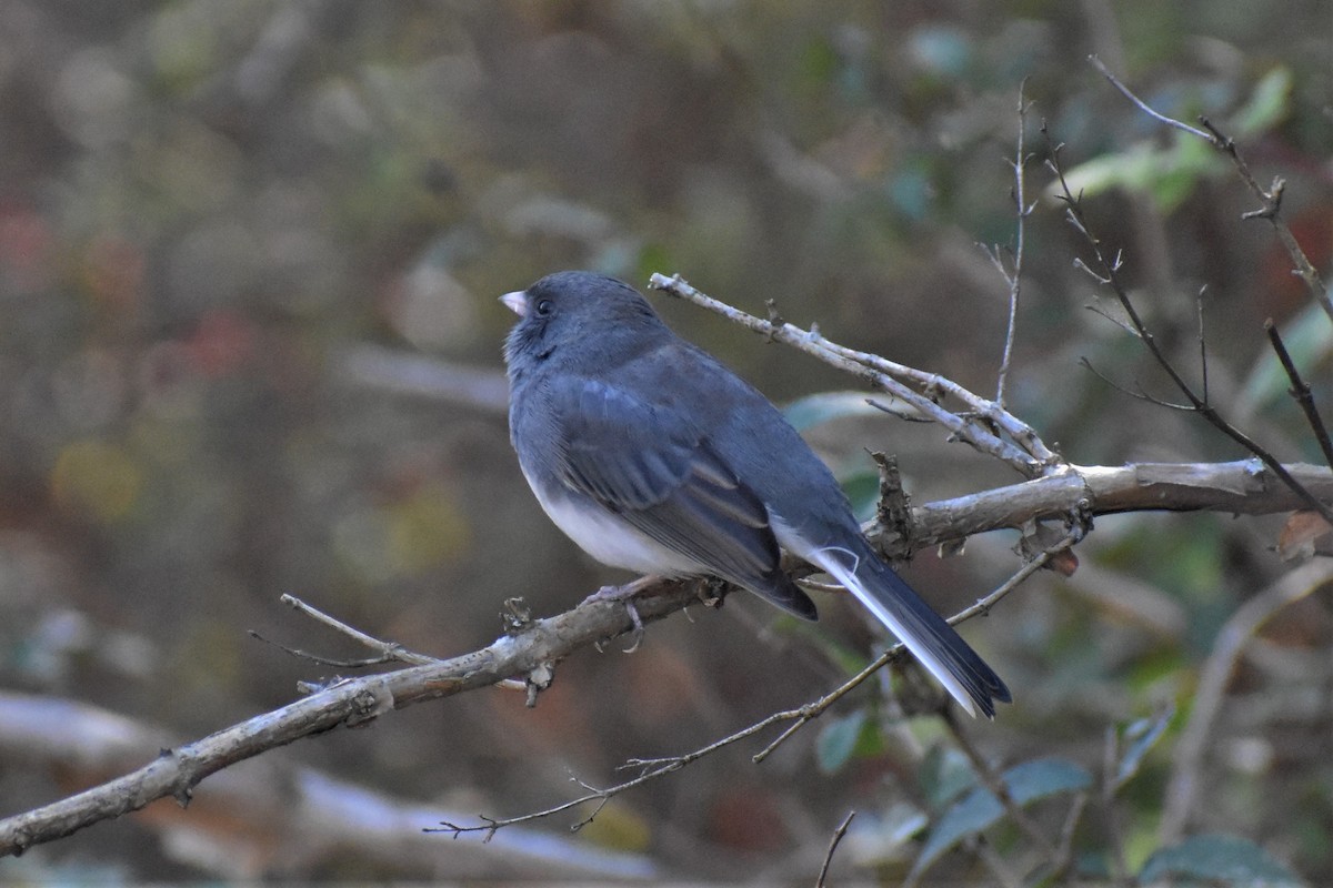 Dark-eyed Junco - Krzysztof Bystrowski