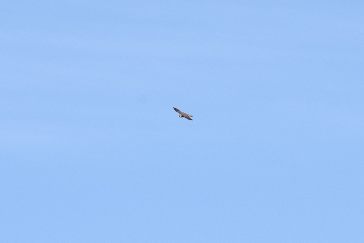 Peregrine Falcon - ML277338421