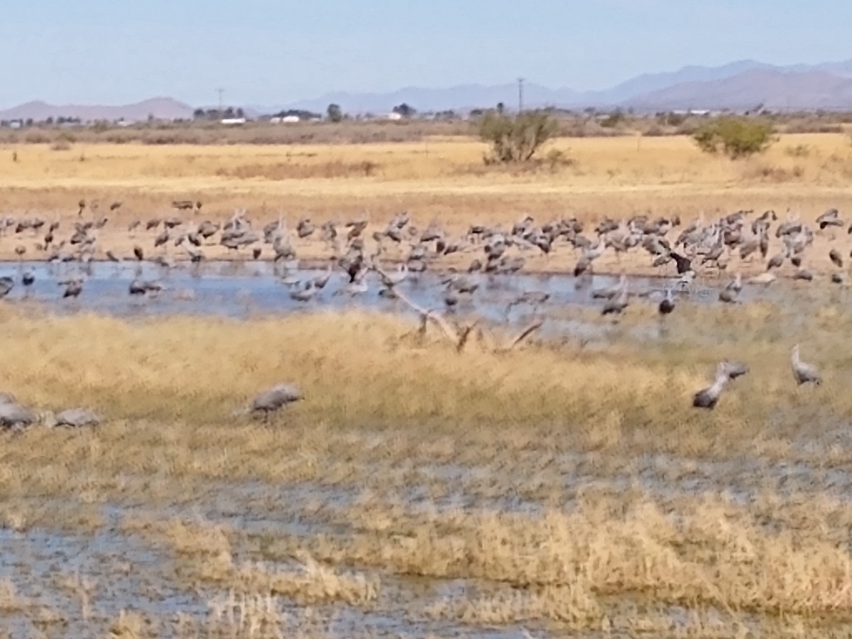 Sandhill Crane - ML277338771