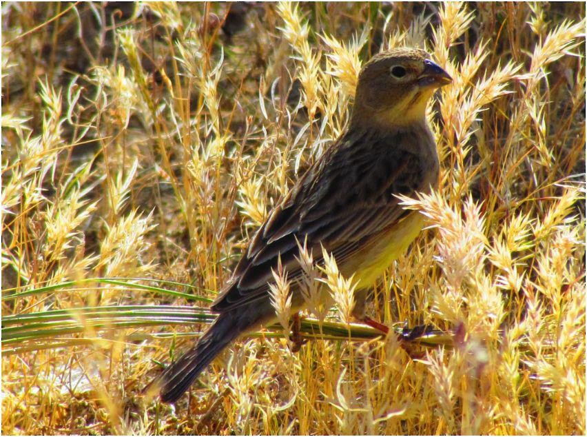 Grassland Yellow-Finch - Marcio Kerbage