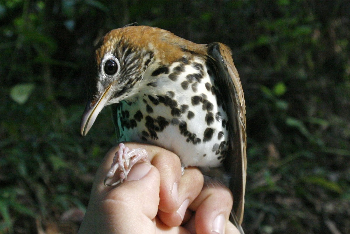 Wood Thrush - ML277340091