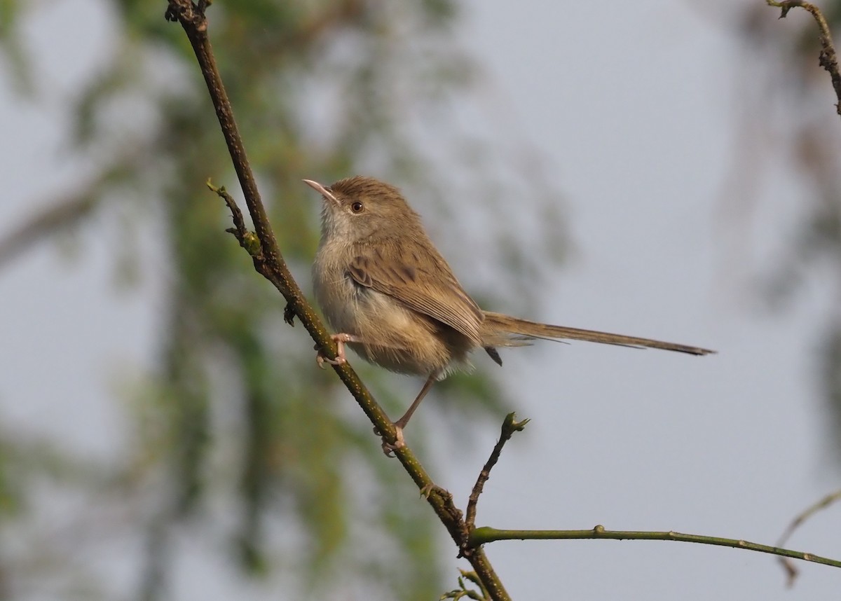 Delicate Prinia - ML277343321