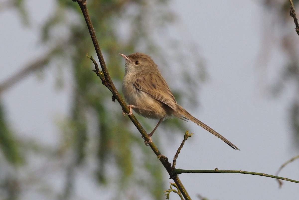 Prinia délicate - ML277343361