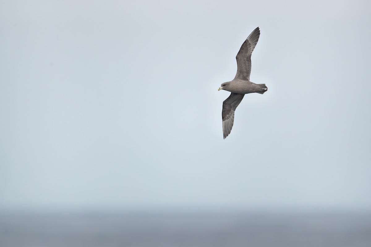 Fulmar boréal - ML277343381