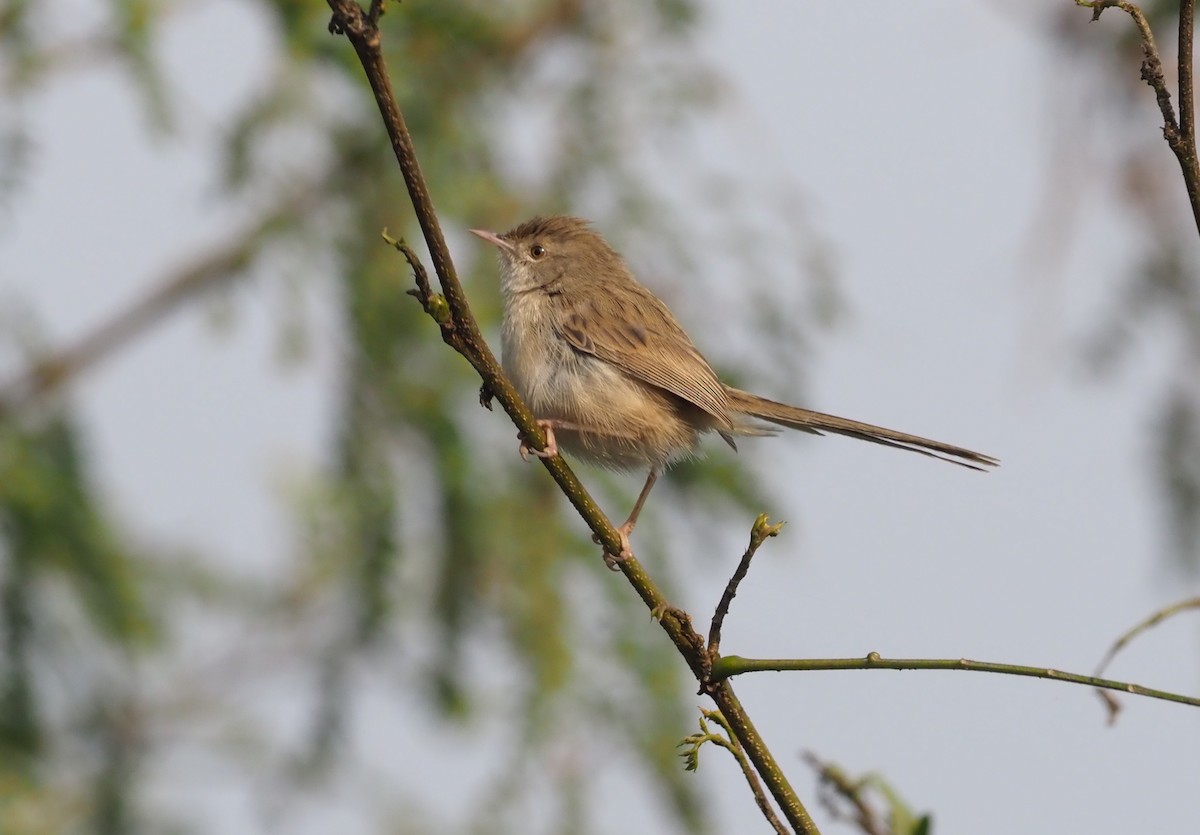 Delicate Prinia - ML277343411