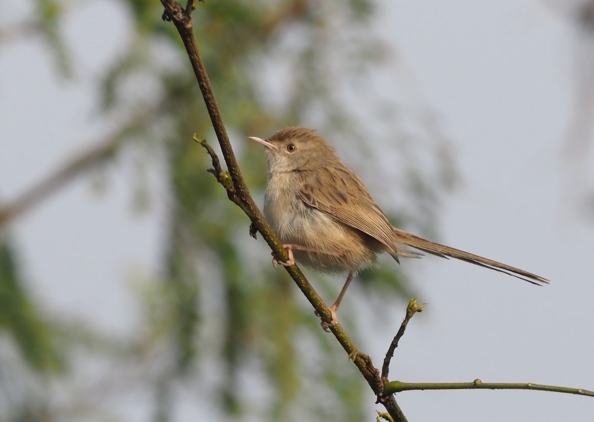 Delicate Prinia - ML277343461