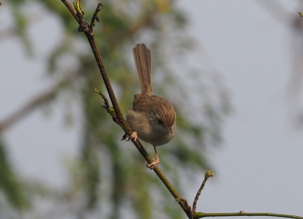 Prinia délicate - ML277343751