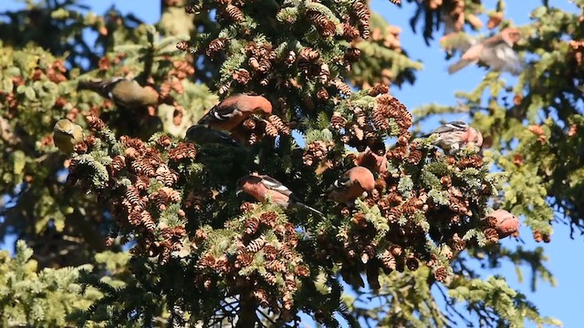 White-winged Crossbill - ML277344121