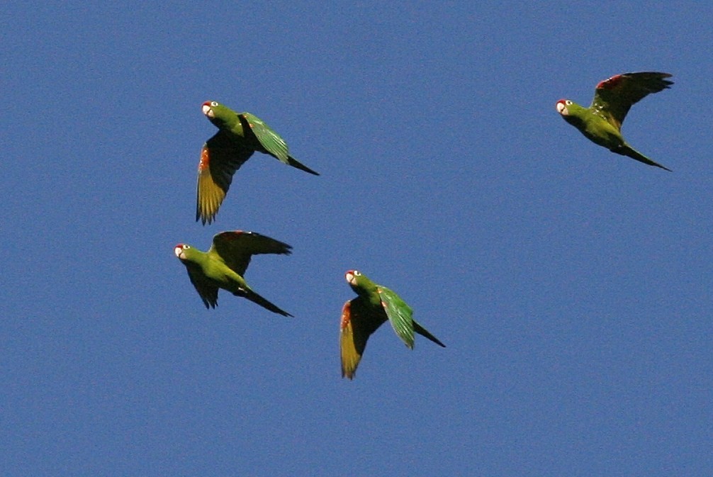 Crimson-fronted Parakeet - Oscar Johnson