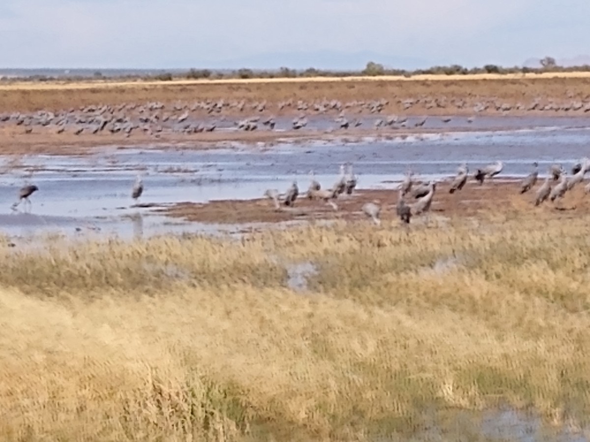 Sandhill Crane - ML277344861