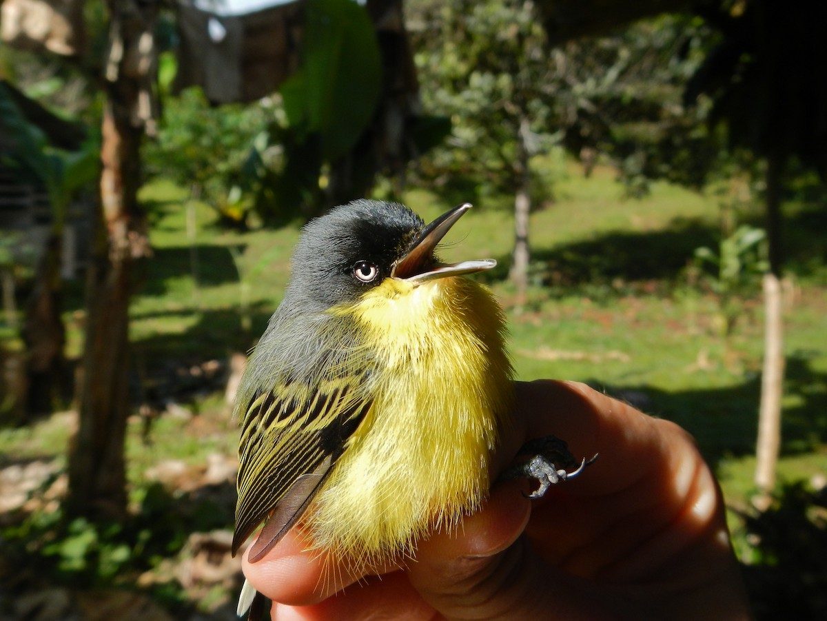 Common Tody-Flycatcher - ML277345201