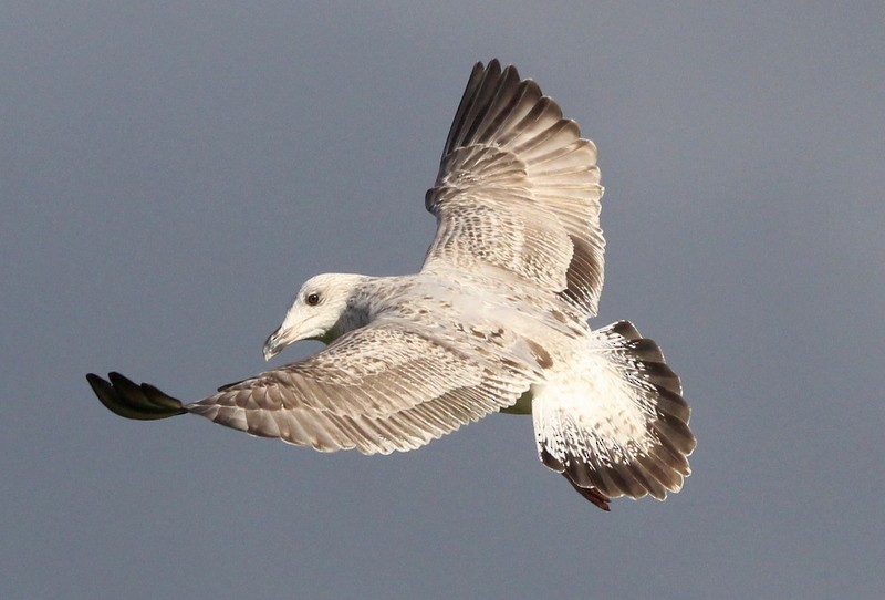 Herring Gull - Kris Webb